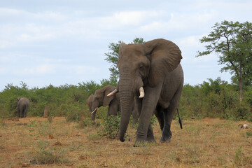 Fototapeta premium Afrikanischer Elefant / African elephant / Loxodonta africana