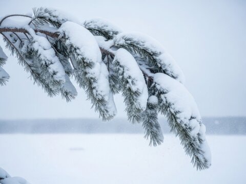 Snow covered pine branch in winter landscape for seasonal promotion