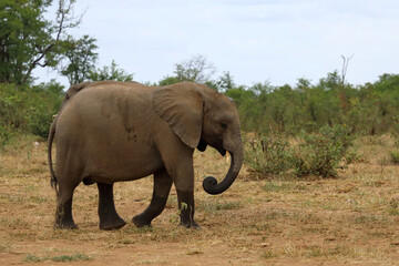 Fototapeta premium Afrikanischer Elefant / African elephant / Loxodonta africana