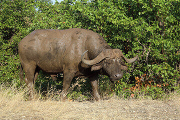 Fototapeta premium Kaffernbüffel / African buffalo / Syncerus caffer