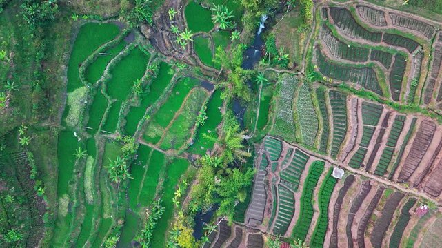 Aerial view of lush green rice terraces. Terraced fields cascade down steep hillsides. Water channels flow between cultivated rows. Palm trees dot the landscape among terraces