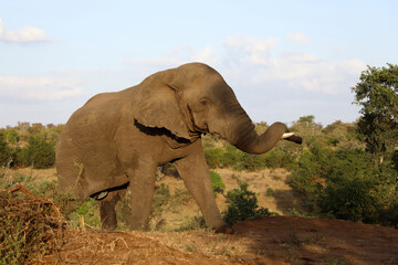 Fototapeta premium Afrikanischer Elefant / African elephant / Loxodonta africana