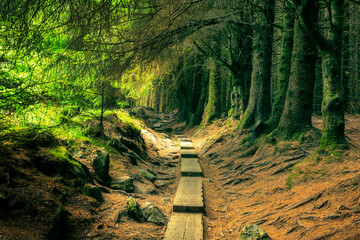 Fototapeta premium Scenic view of a wooden path in Ballinastoe forest Wicklow