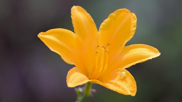 Female Goldenrod spider resting on the lookout on a petal of orange-yellow Daylily flower in summer. Misumena vatia, Hemerocallis middendorffii, Indre-et-Loire 37, r&eacute;gion Centre, France, Europe