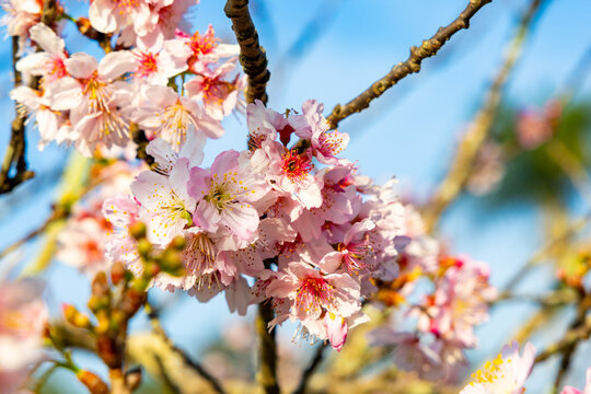 Flor de cerejeira. Sakura