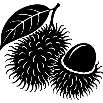 Rambutan Fruit Botanical Illustration With Leaves And Detailed Spiky Texture