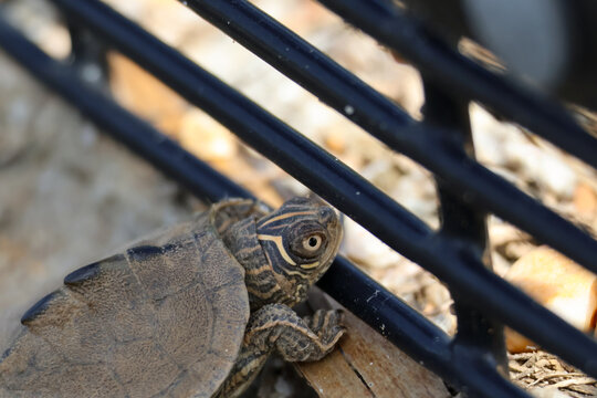 Baby mississippi map turtle climbing metal grate bars