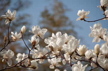 Magnolia tree blossom © AnotherVijion