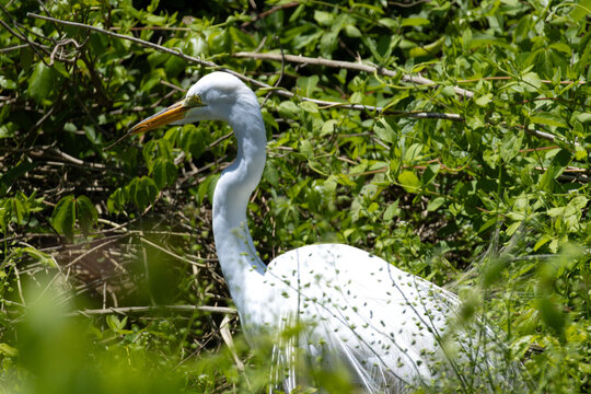 Great egret among fresh green spring foliage