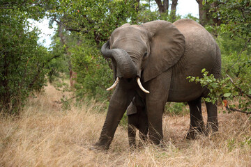 Fototapeta premium Afrikanischer Elefant / African elephant / Loxodonta africana