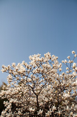 Magnolia tree blossom © AnotherVijion