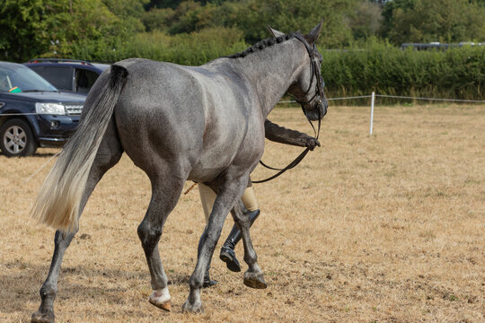 Horse being trotted up in a showing class. Equestrian Horse Show.  Judge assessment. In hand Showing. 