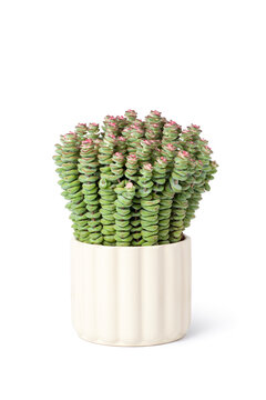 Crassula perforata, succlent plant in the flowerpot