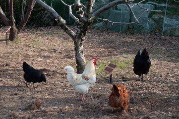 rooster on the farm © AnotherVijion