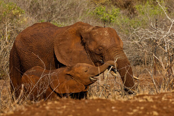 Portrait of an African elephant mother and calf covered in dry mud in Kruger National Park, South Africa. The elephants are standing together after a mud bath in the African savanna. © Savory