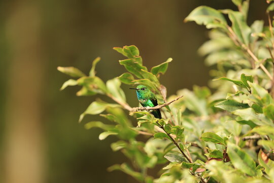 The emerald-bellied puffleg (Eriocnemis aline) is a species of hummingbird in the "brilliants", tribe Heliantheini in the subfamily Lesbiinae. It is found in Colombia, Ecuador, and Peru.