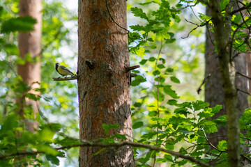 Great tit perched on a branch against a tree trunk © Joose
