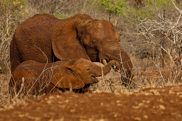 Portrait of an African elephant mother and calf covered in dry mud in Kruger National Park, South Africa. The elephants are standing together after a mud bath in the African savanna. © Savory