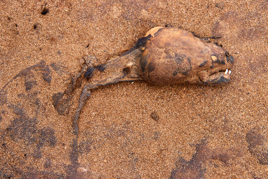 Ein Tierkadaver liegt auf sandigem Untergrund in Cape Cross in Namibia.