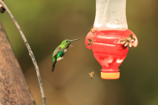 The emerald-bellied puffleg (Eriocnemis aline) is a species of hummingbird in the "brilliants", tribe Heliantheini in the subfamily Lesbiinae. It is found in Colombia, Ecuador, and Peru.