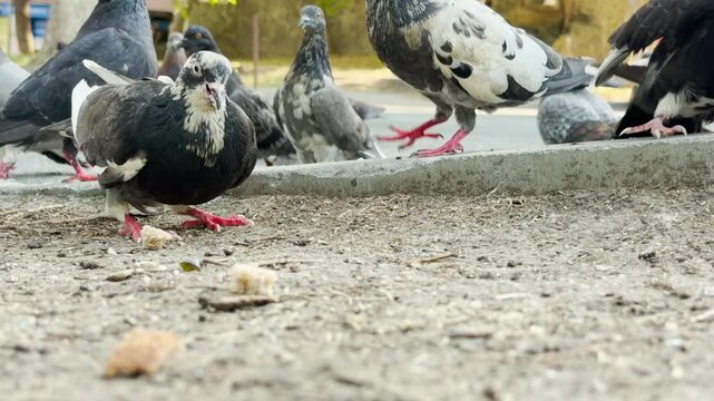 Pigeons gather eagerly on the ground to eat bread crumbs in a park. This lively scene feels energetic, hungry, and full of natural life.