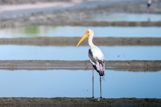Paited strok, standing on the salt pan. 
