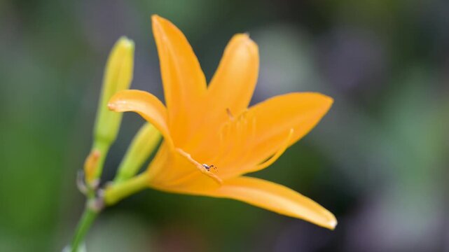 Male Goldenrod spider resting on the lookout on a petal of orange-yellow Daylily flower in summer. Misumena vatia, Hemerocallis middendorffii, Indre-et-Loire 37, r&eacute;gion Centre, France, Europe