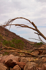 Ein abgestorbener Baum steht vor einem felsigen Hang mit Sträuchern im Brandberg in Namibia. © Jane Be. The Picture