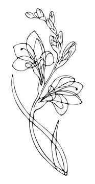 Freesia Flower Line Art Illustration Isolated on transparent Background, png