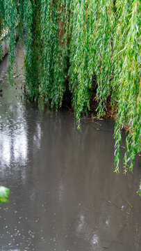 Willow trees hang over a river with rain falling on the water surface in a park setting