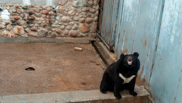 Bear sitting on stone ledge inside a zoo enclosure in the afternoon
