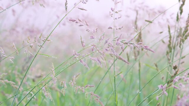 Dewy wild grass sway in pastel meadow with soft diffused morning light and shallow depth of field