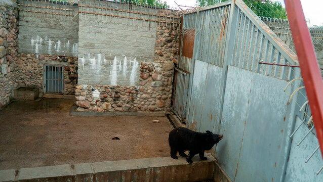Bear in an enclosure at a wildlife center during the afternoon