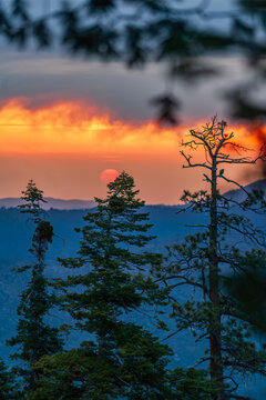 Beautiful vertical sunset view with sun disk and pine trees silhouettes in Yosemite