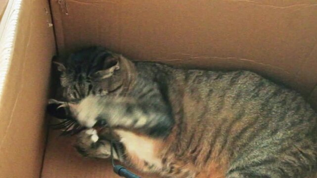 A beautiful European cat with brindle grey and white fur plays grasping feathers tied to a stick while lying in a cardboard box