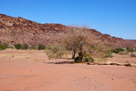 Ein einzelner Baum steht in einer trockenen offenen Landschaft vor felsigen H&uuml;geln in Twyfelfontein in Namibia.