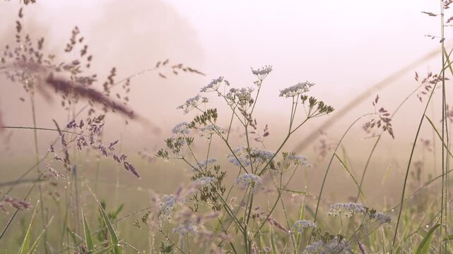 Dew-kissed wildflower meadow at dawn with shimmering backlit umbels and tall grass pan