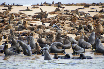 Viele Robben liegen und bewegen sich dicht gedrängt an einer flachen Küste bei Swakopmund in Namibia. © Jane Be. The Picture
