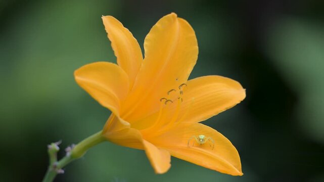 Female Goldenrod spider resting on the lookout on a petal of orange-yellow Daylily flower in summer. Misumena vatia, Hemerocallis middendorffii, Indre-et-Loire 37, r&eacute;gion Centre, France, Europe