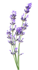 Obraz premium Sprigs of lavender with purple flowers isolated on a white background. Several lavender flowers.
