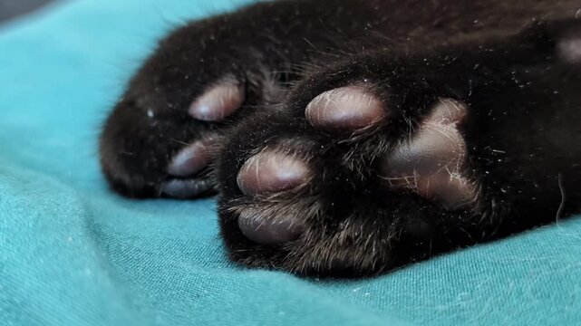 Cute twitching kitten cat black toe beans feet pads close up