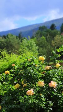 Summer rose garden with dramatic clouds and mountain landscape, blooming flowers and lush greenery under a changing sky, peaceful outdoor nature scene, natural daylight, real time garden footage