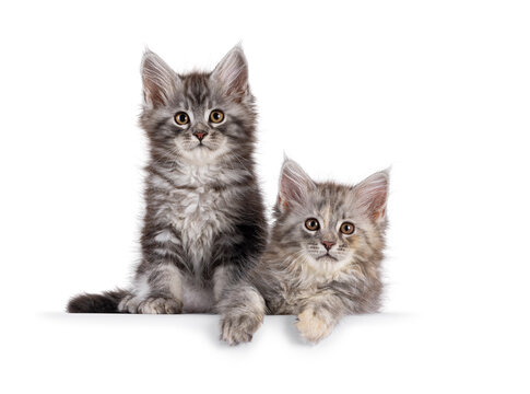 2 Pretty maine coon cat kittens, sitting and laying side by side together. Both looking curious towards camera. Isolated on a solid white background.