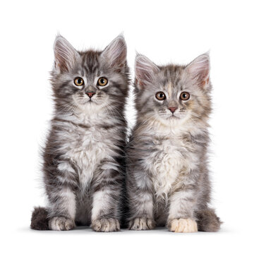 2 Pretty maine coon cat kittens, sitting side by side together. Both looking curious towards camera. Isolated on a solid white background.