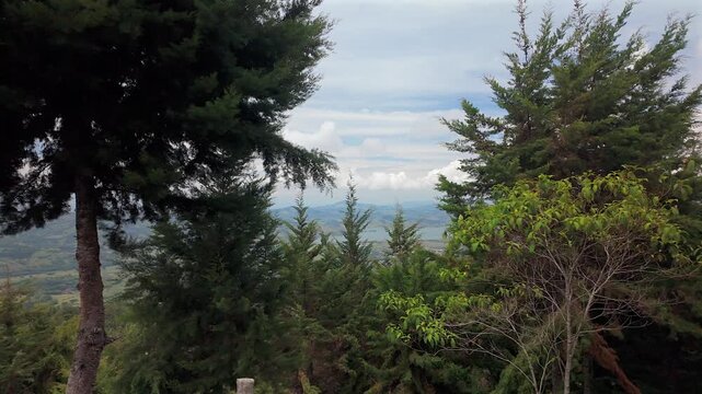 scenic view of colombian mountains and lake through pine trees