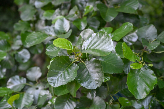 Glossy rounded leaves of an alder tree. Fresh green alder leaves with a shiny texture.