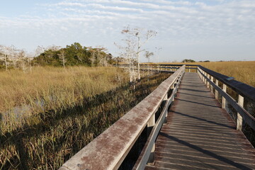 Obraz premium Boardwalk through sawgrass at Everglades National Park, Florida
