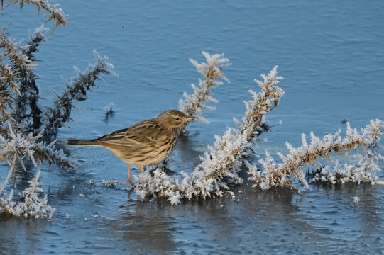Meadow pipit Anthus pratensis bird perched on a frozen gorse branch covered in hoarfrost on a cold winter day