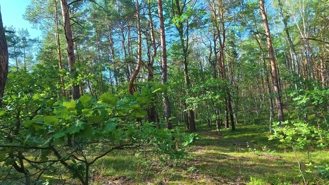 Pine forest with leafy undergrowth in sunlit woodland clearing. a walk in the forest