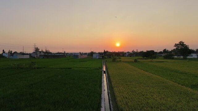 Aerial drone footage moving backward over lush green rice fields and an irrigation canal reflecting the glowing sunset. The rural landscape features agricultural farms and a golden sky.